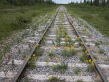 Alpine arnica: along railroad-tracks wide-angle view makes rails appear straight