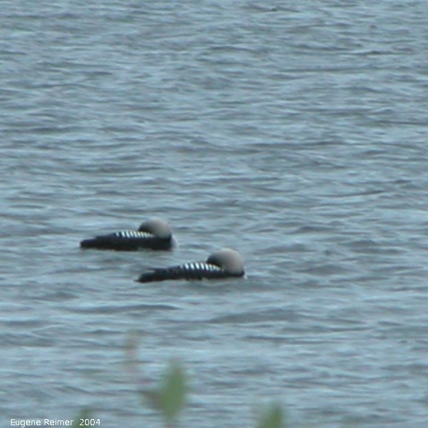 IMG 2004-Jul20 at near CNSC (afternoon):  Pacific loon (Gavia pacifica) pair