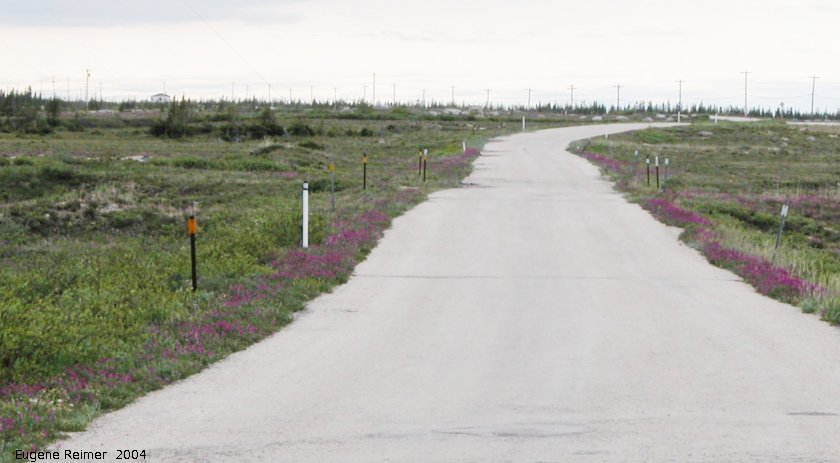 IMG 2004-Jul20 at CoastRd:  Northern hedysarum (Hedysarum boreale) thrives on edge of road
