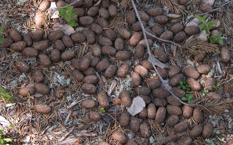 IMG 2004-Jul21 at gravel-pit 32km north of Thompson:  Moose (Alces alces) droppings under wigwam