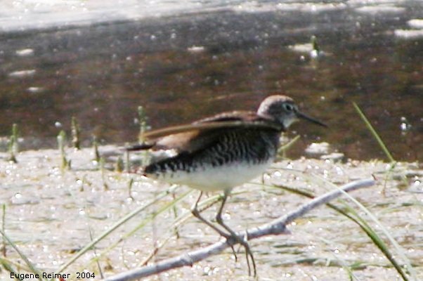 IMG 2004-Jul21 at that gravel-pit:&nbsp; Buff-breasted sandpiper (Tryngites subruficollis)?