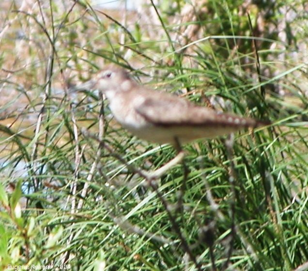 IMG 2004-Jul21 at that gravel-pit:  Buff-breasted sandpiper (Tryngites subruficollis)?