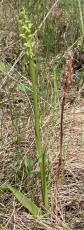 Platanthera aquilonis/huronensis: plant+pods
