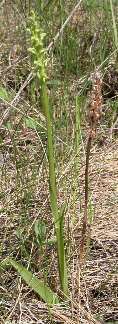 IMG 2004-Jul21 at that gravel-pit:  Green bog-orchid (Platanthera hyperborea/aquilonis/huronensis) plant+pods