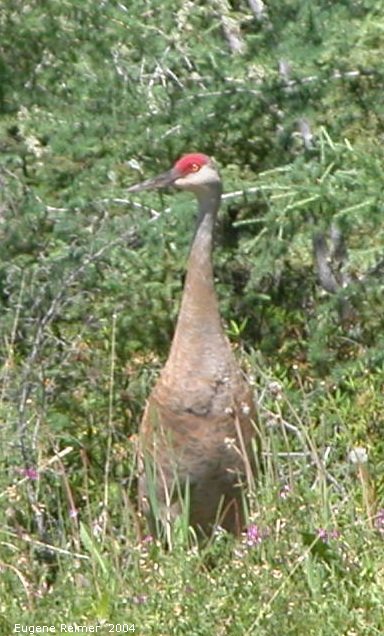 IMG 2004-Jul21 at near that gravel-pit:  Sandhill crane (Grus canadensis)
