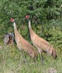 Sandhill crane: pair doing a line-dance