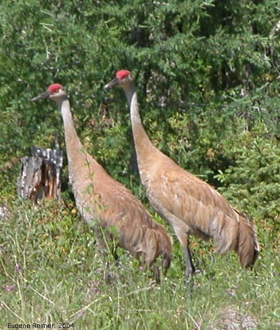 IMG 2004-Jul21 at near that gravel-pit:  Sandhill crane (Grus canadensis) pair doing a line-dance