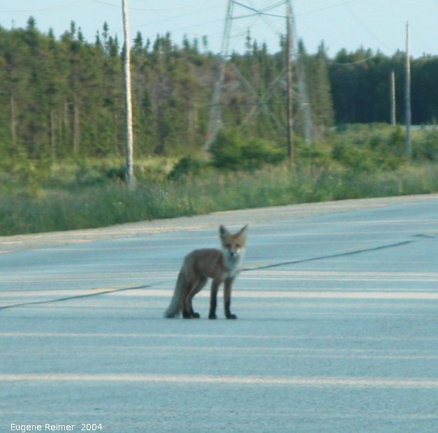IMG 2004-Jul21 at near GrandRapids:  Red fox (Vulpes vulpes) kits on road