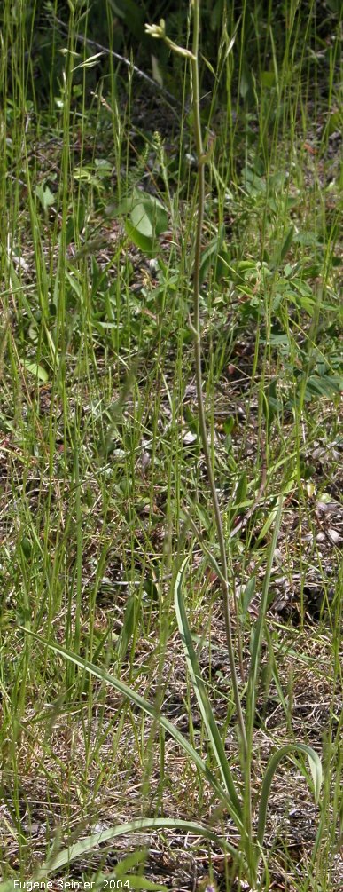 IMG 2004-Jul22 at north of Gypsumville:  Smooth death-camas (Zigadenus elegans) plant