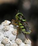 Syrphid-fly=Microdon sp: on Yarrow