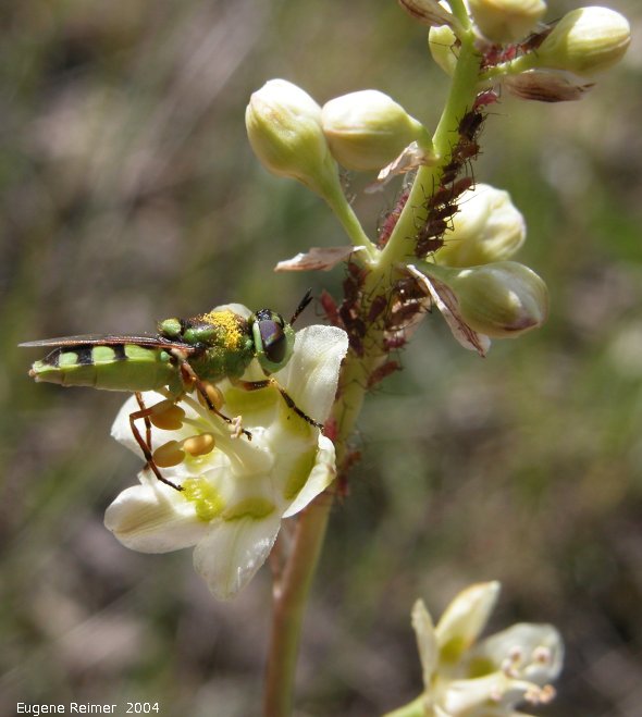 IMG 2004-Jul22 at north of Gypsumville:  Microdon syrphid-fly (Microdon sp) on Death-camas (Zigadenus sp)