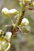 aphids=Uroleucon sp: on Camas