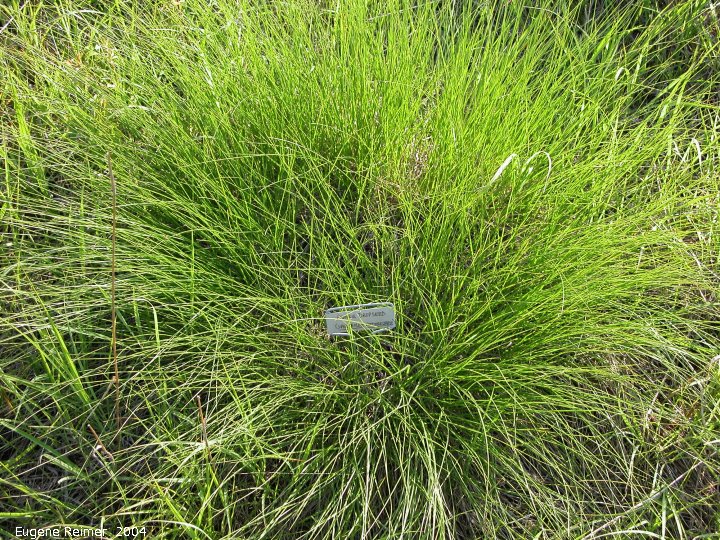 IMG 2004-Jul23 at AgassizTrail near Tolstoi:  Prairie dropseed-grass (Sporobolus heterolepis)