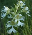 Western prairie fringed-orchid: