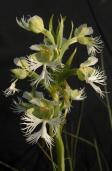 Western prairie fringed-orchid: in sun