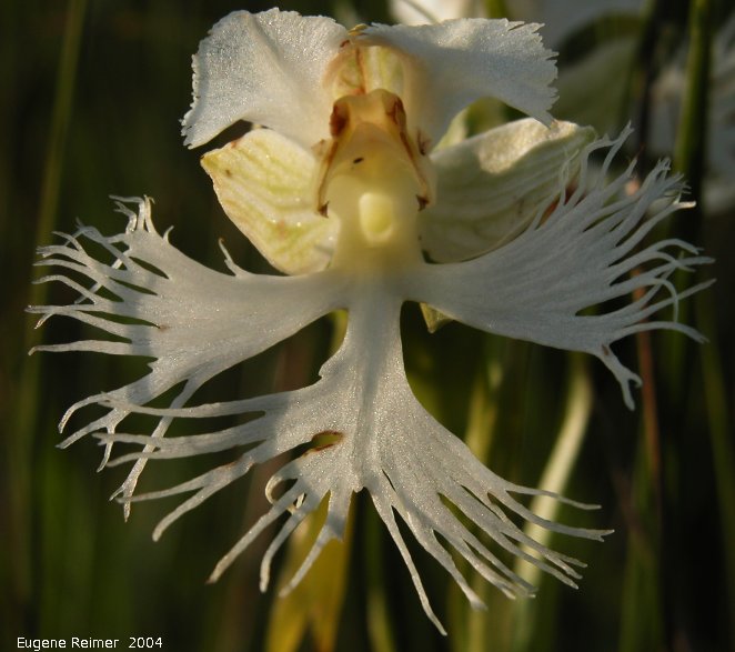 IMG 2004-Jul23 at AgassizTrail near Tolstoi:  Western prairie fringed-orchid (Platanthera praeclara) flower