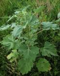 Shitweed=False ragweed?: looks like the one plant that thrives in heavy layer of turkey-manure