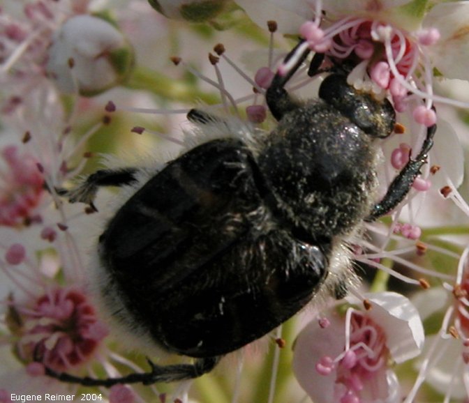 IMG 2004-Aug17 at near LewisBog:  Bee-mimic flower-beetle (Trichiotinus assimilis) on Meadowsweet (Spiraea alba)