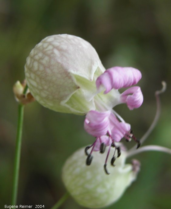 IMG 2004-Aug17 at near LewisBog:  Bladder campion (Silene vulgaris) white-and-pink-flowered form
