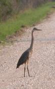 Great blue heron: crossing the road