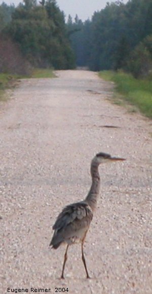 IMG 2004-Aug17 at near LewisBog:  Great blue heron (Ardea herodias) crossing the road