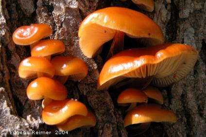 IMG 2004-Aug28 at Bunn's Creek Park:  orange Fungus (Fungi sp)