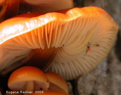 IMG 2004-Aug28 at Bunn's Creek Park:  orange Fungus (Fungi sp) and Winged book-louse (Psocoptera sp) or Spider (Araneae sp) with parasitic-mite attached