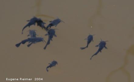 IMG 2004-Aug28 at Bunn's Creek Park:  Catfish (Siluriformes sp) immature