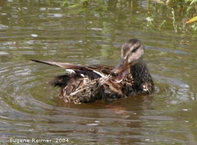 IMG 2004-Aug28 at Bunn's Creek Park:  Mallard (Anas platyrhynchos) moulting with grooming problem