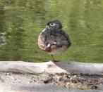 Wood duck: one-legged pose