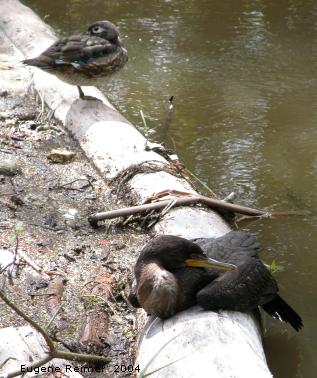 IMG 2004-Aug28 at Bunn's Creek Park:  Double-crested cormorant (Phalacrocorax auritus) and Wood duck (Aix sponsa)
