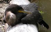 Cormorant: overstuffed