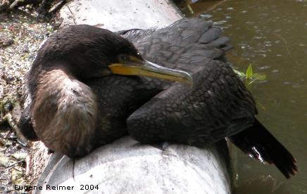 IMG 2004-Aug28 at Bunn's Creek Park:  Double-crested cormorant (Phalacrocorax auritus) overstuffed