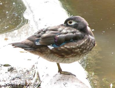 IMG 2004-Aug28 at Bunn's Creek Park:  Wood duck (Aix sponsa) one-legged pose