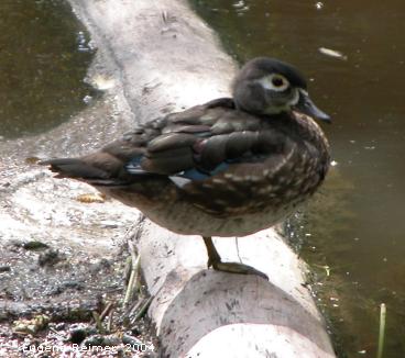IMG 2004-Aug28 at Bunn's Creek Park:  Wood duck (Aix sponsa) one-legged pose