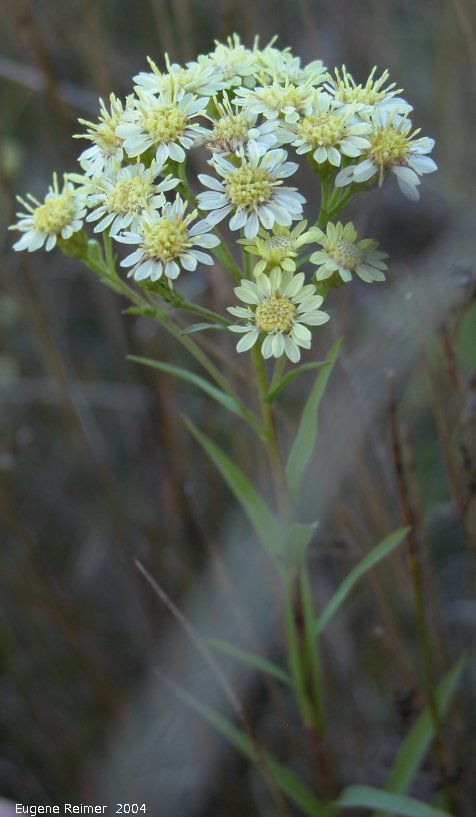 IMG 2004-Sep01 at Rosa region:&nbsp; Upland white goldenrod (Oligoneuron album)? plant