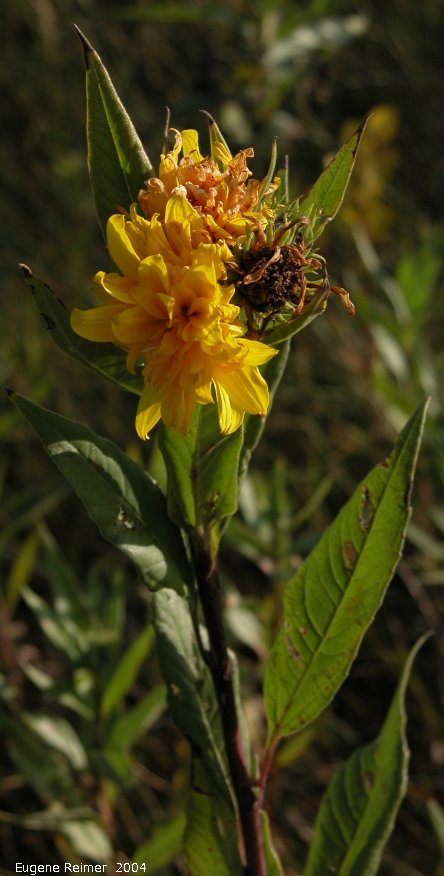 IMG 2004-Sep01 at Rosa region:&nbsp; Sunflower (Helianthus sp) freak?