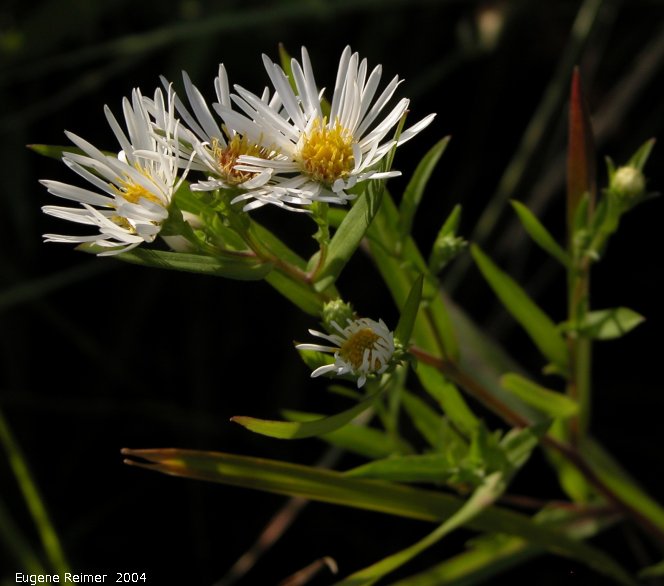 IMG 2004-Sep01 at Rosa region:  Aster (Aster sp)?