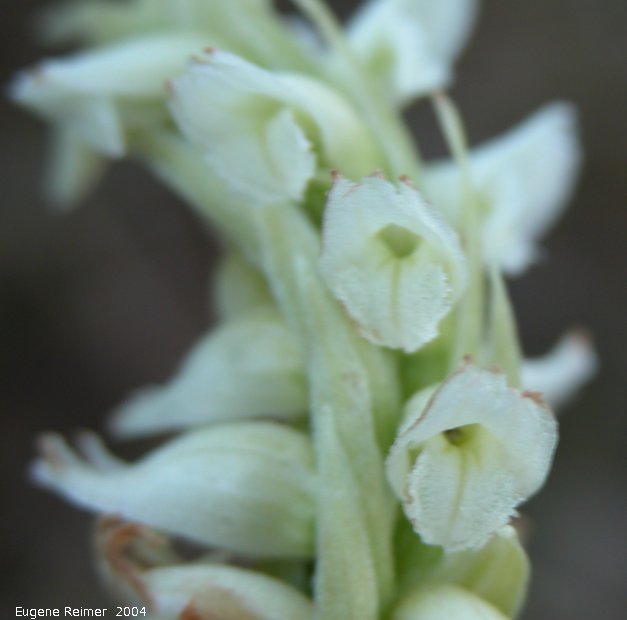 IMG 2004-Sep01 at Tolstoi-TGPP:  Hooded ladies-tresses (Spiranthes romanzoffiana) flowers