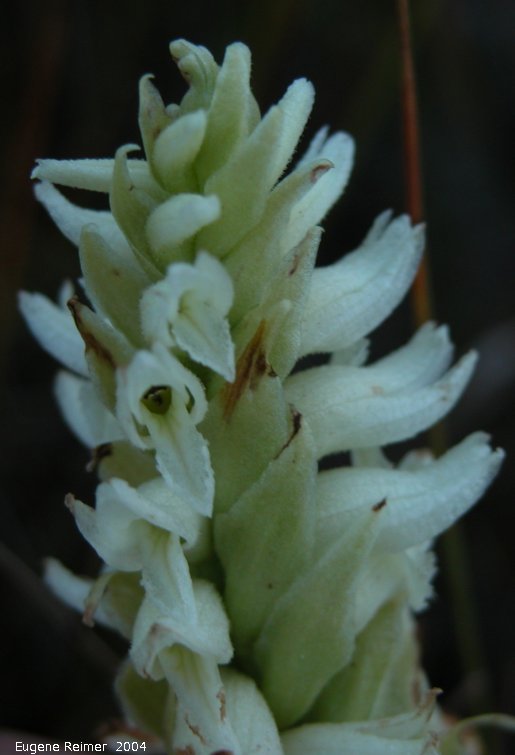 IMG 2004-Sep01 at Tolstoi-TGPP:  Hooded ladies-tresses (Spiranthes romanzoffiana) raceme