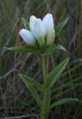 Closed gentian white-form: plant