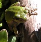 Copes tree-frog: