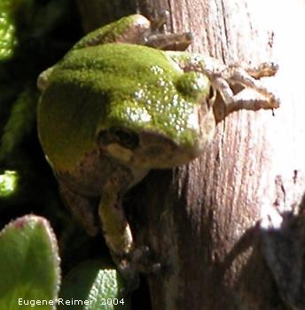 IMG 2004-Sep16 at PTH15 near Contour:  Copes tree-frog (Hyla chrysoscelis)