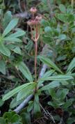 Pipsissewa=Princes-pine wintergreen: plant with fruit