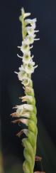 Slender ladies-tresses: pods and flowers