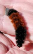 2004sep26 at PrimeMeridianTrail near Argyle:  Wooly-bear caterpillar