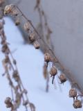 Creeping bellflower: pods-one-stem