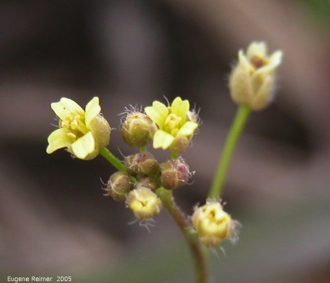 IMG 2005-May05 at near Richer:  Yellow whitlow-grass (Draba sp) flowers