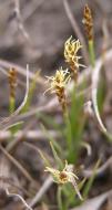 Sunloving sedge=Carex pensylvanica: