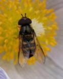 Bee-fly: on crocus
